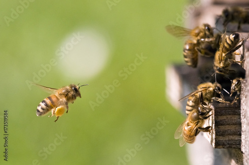 Am Bienenstock
