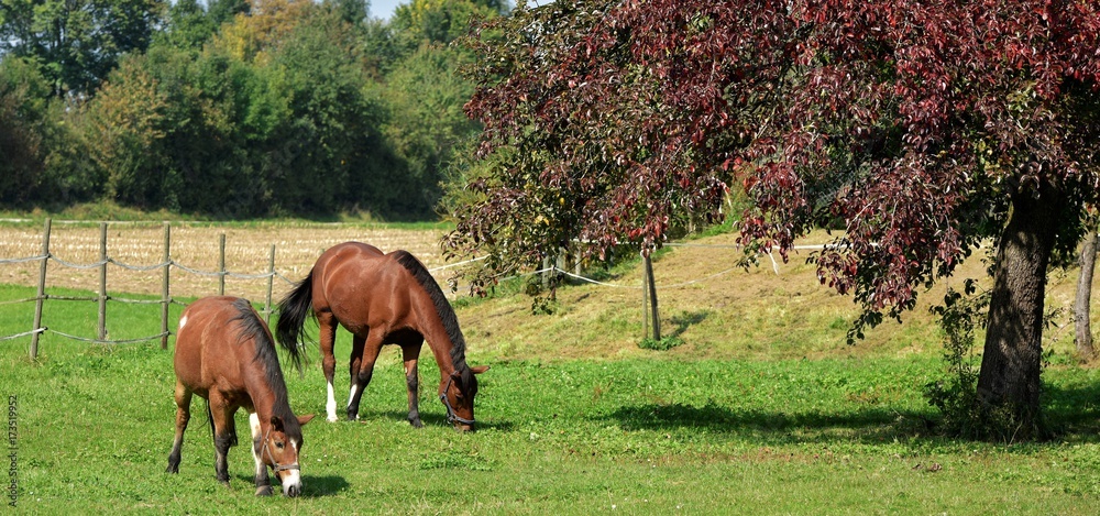 Naklejka premium horses
