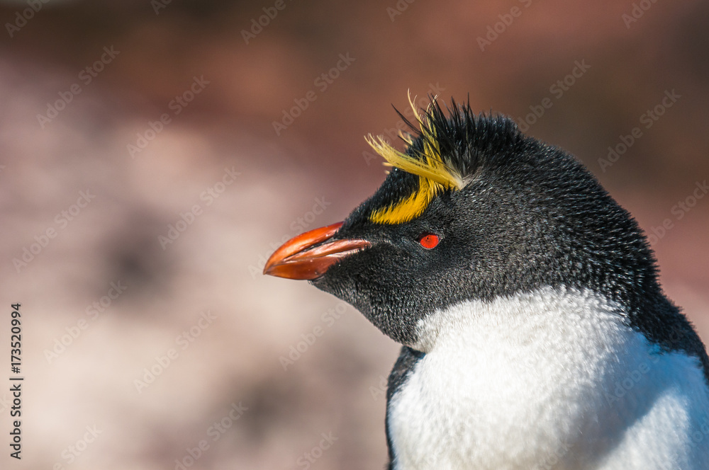 Naklejka premium Rockhopper penguin, Patagonia, Argentina