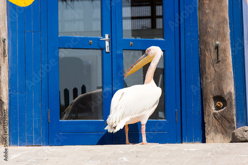 Pelican photographed at Walvis Bay in Namibia photo