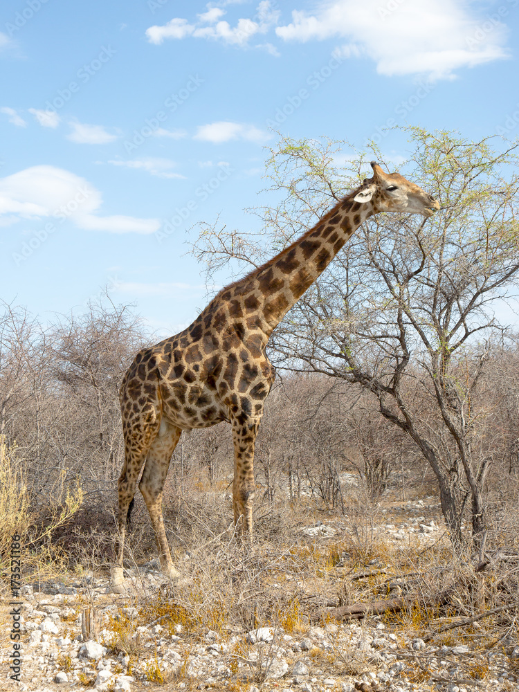 photographed in the Etosha Wildlife Reserve ion Namibia photographed in the Etosha Wildlife Reserve ion Namibia