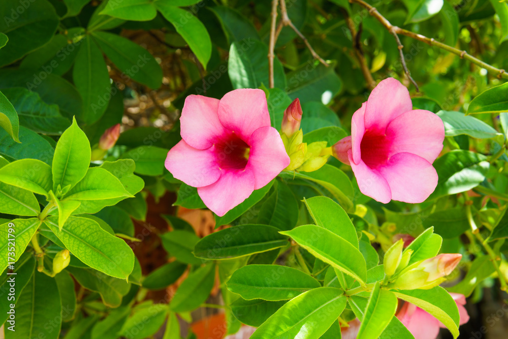 pink flower blooming with green leaf after raining. selective focus. pink flower blooming with green leaf after raining. selective focus.