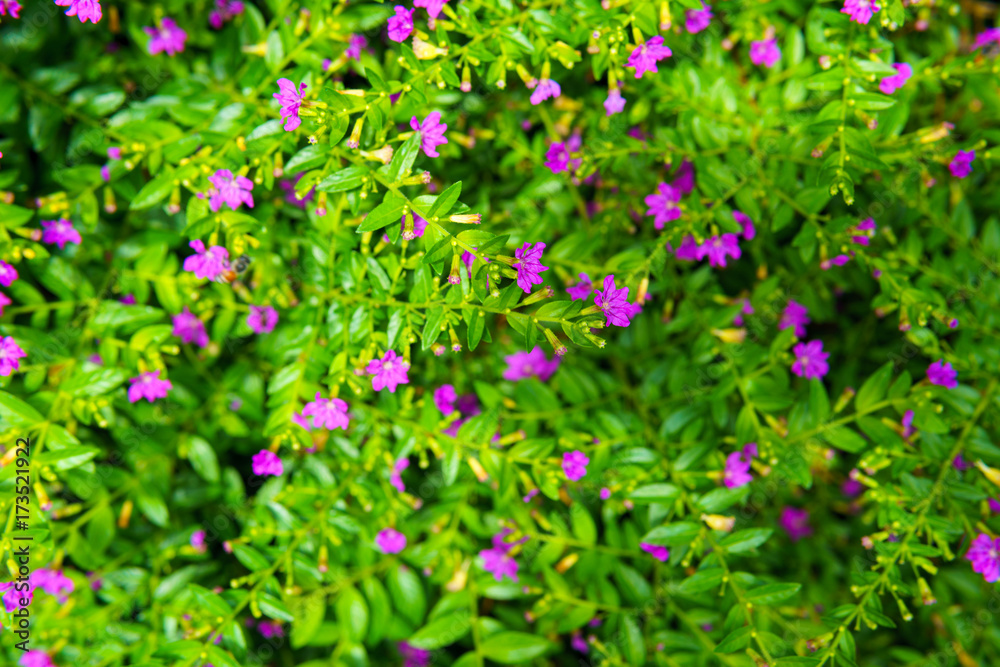 tiny pink wild flower with green leaf after raining. tiny pink wild flower with green leaf after raining.