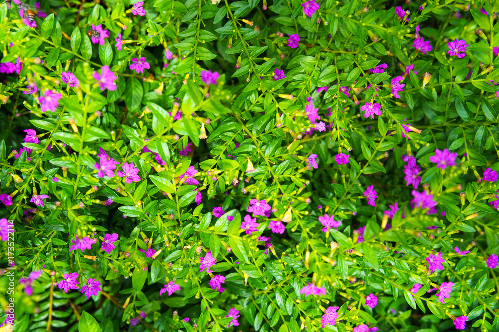 tiny pink wild flower with green leaf after raining.