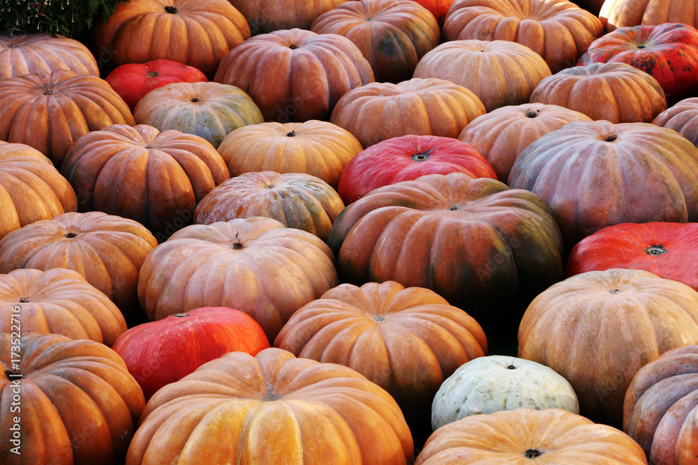 A large harvest of fresh pumpkins A large harvest of fresh pumpkins