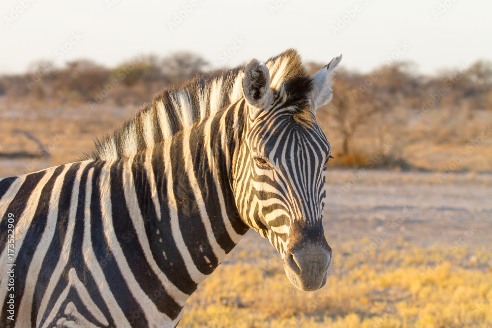 photographed in the Etosha Wildlife Reserve ion Namibia photographed in the Etosha Wildlife Reserve ion Namibia
