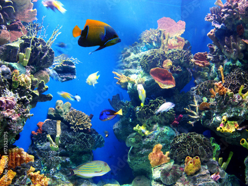 Fototapeta Naklejka Na Ścianę i Meble -  Colorful and vibrant aquarium life