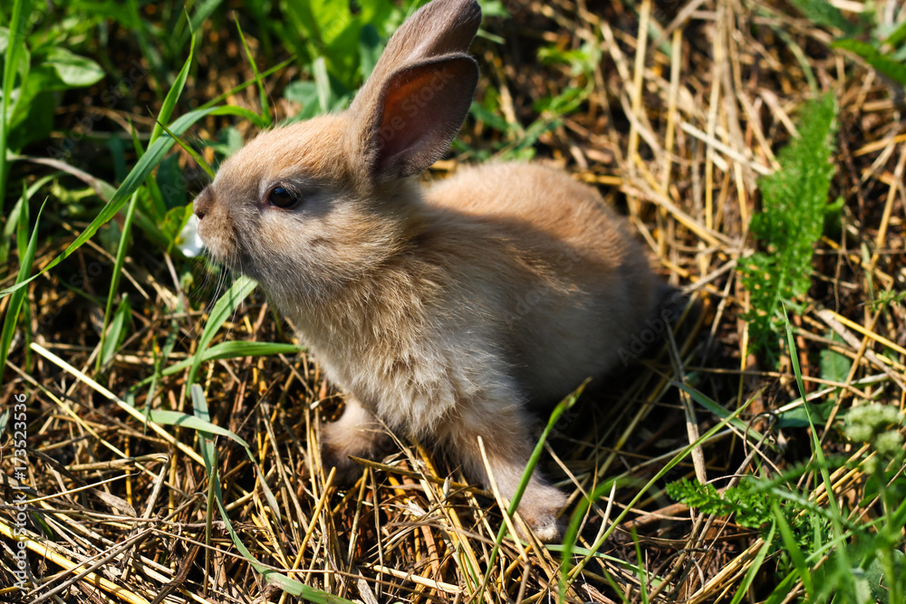 Fototapeta premium Red-haired rabbit on the farm. Red-haired hare on the grass in nature