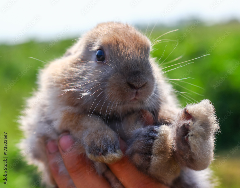 hands holding cute funny rabbit on blurred background hands holding cute funny rabbit on blurred background