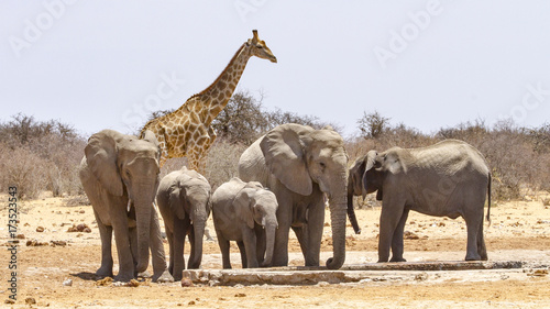photographed in the Etosha Wildlife Reserve ion Namibia