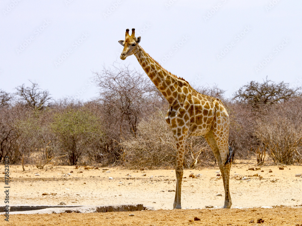 photographed in the Etosha Wildlife Reserve ion Namibia photographed in the Etosha Wildlife Reserve ion Namibia