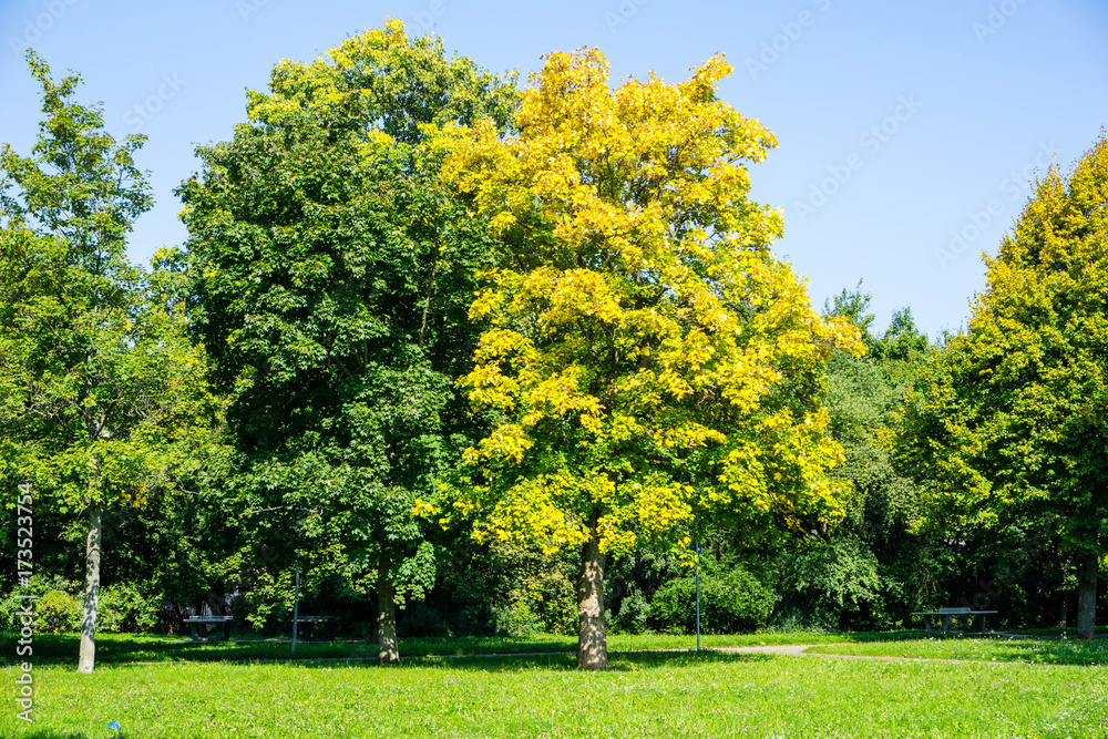 Gegensatz grüner Baum gelber  herbst herbstanfang