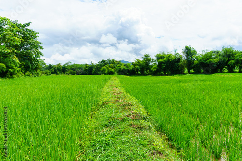 local pathway between rice fields in the morning and cloudy sky in countryside.