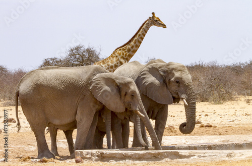 A family of elephants share drinking space at a watering hole in the Etosha Wildlife Reserve in Namibia. A giraffe waits behind them.