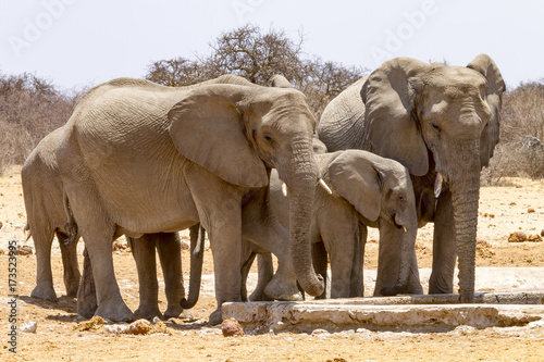 A family of elephants share drinking space at a watering hole in the Etosha Wildlife Reserve in Namibia photo