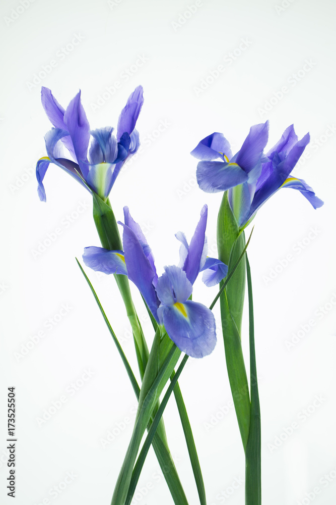 Three Iris's 