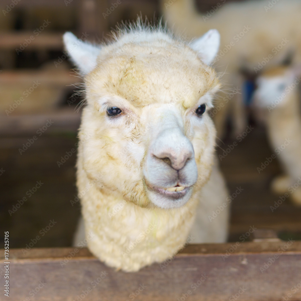 close up of white and brown alpaca looking straight. selective focus.