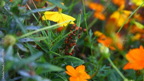 Large Milkweed Beetles photo