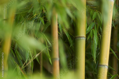 Fototapeta Naklejka Na Ścianę i Meble -  Bambous