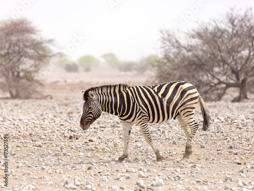 Bild auf Leinwand photographed in the Etosha Wildlife Reserve ion Namibia
