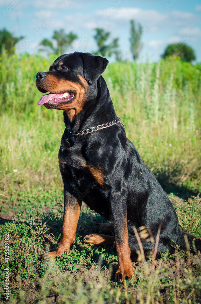 portrait of a dog of breed a rottweiler on walking portrait of a dog of breed a rottweiler on walking