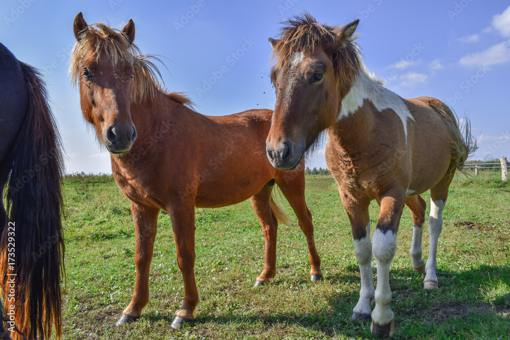 Obraz premium Horses in the meadow