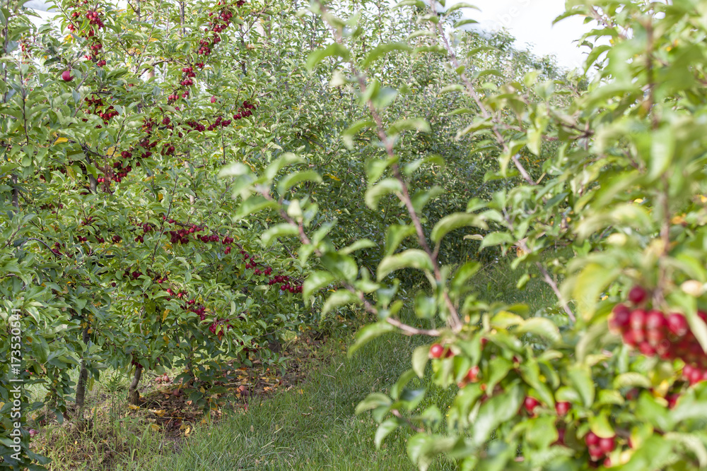 France. Tarn et Garonne, Pommier pollinisateur Evereste