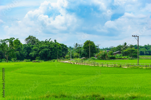 panorama of thai rice green fields with blue sky and clouds in countryside.