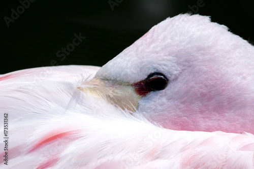 Flamingo with beady eye