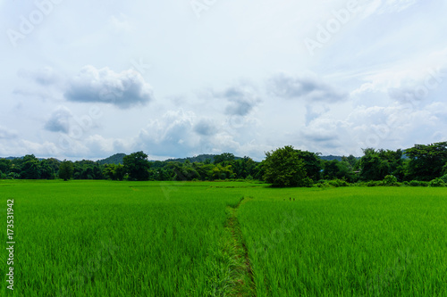 panorama landscape of rice field with blue sky and cloud and tree background. © yanadhorn
