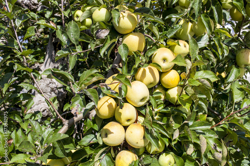 France. Tarn et Garonne, Pommes Chantecler photo