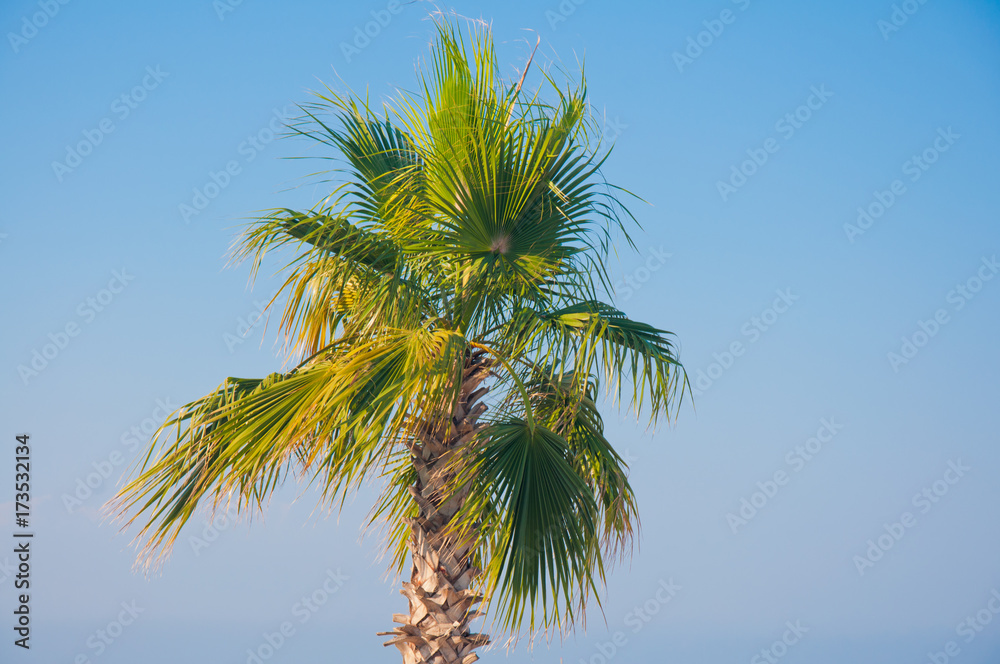 Palm tree on blue sky background Palm tree on blue sky background