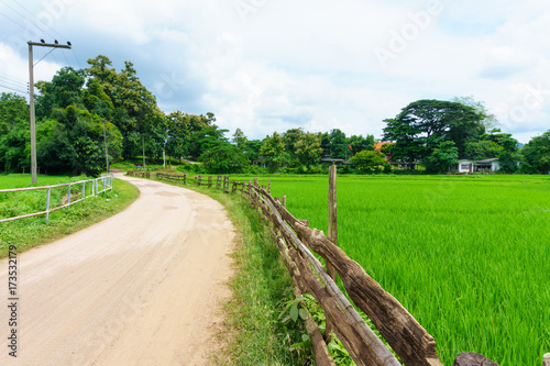 rural dirt road along the rice green fields with blue sky and cloud