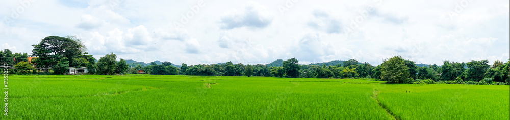 panorama landscape of rice field with blue sky and cloud and tree background.