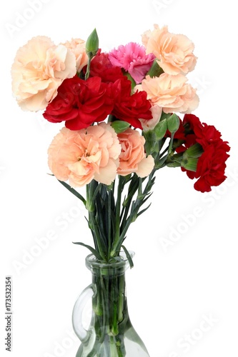 multicolor carnations