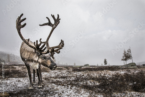 reindeer in a snow in Northern Mongolia photo