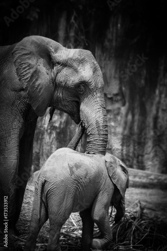 Canvas Print Elephant in thailand,image black and white