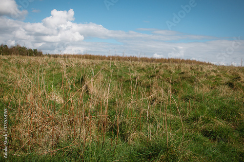 Yellow daffodils grow near forest wildlife meadows