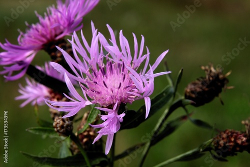knapweed plant with purple flowers