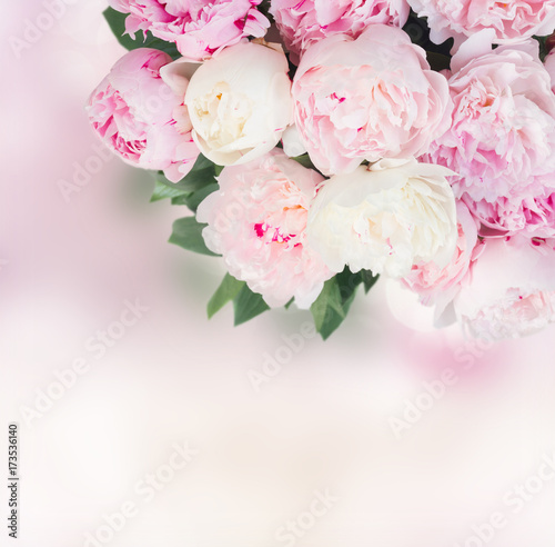 Fresh peony flowers with leaves over pink bokeh background
