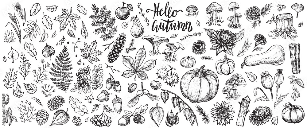 Autumn plants vector sketches. Hand drawn set of harvest, leaves and seasonal fall flowers.