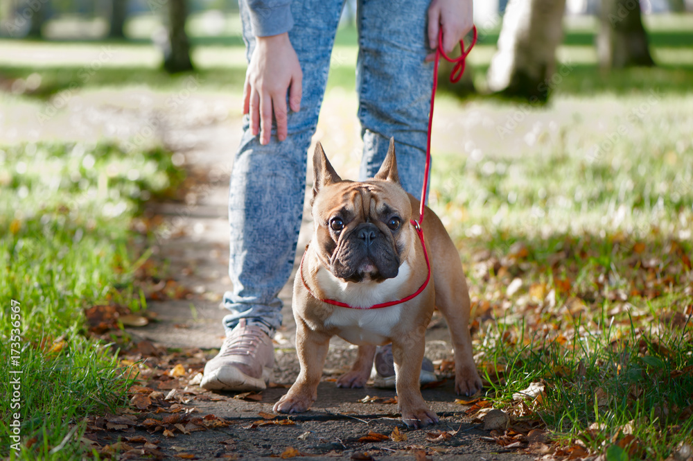 French bulldog walks in the autumn park with the owner