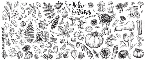 Autumn plants vector sketches. Hand drawn set of harvest, leaves and seasonal fall flowers.