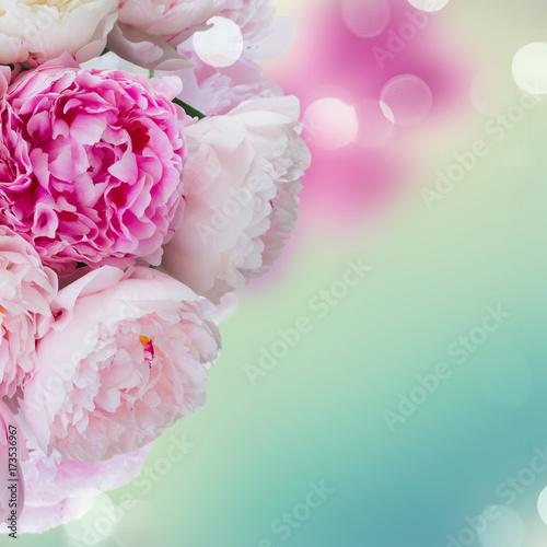 Fresh pink peony flowers over blue bokeh background