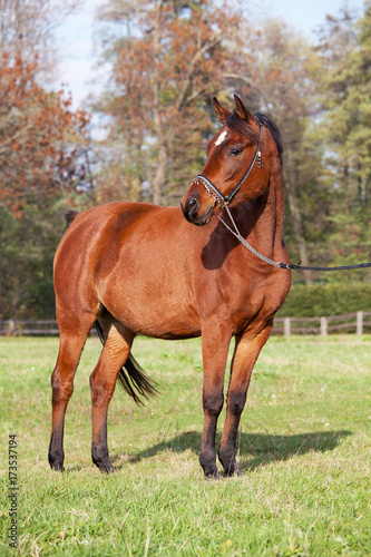 Portrait of nice arabian horse