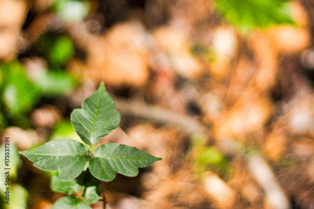 Poisen ivy in the woods, background blurred