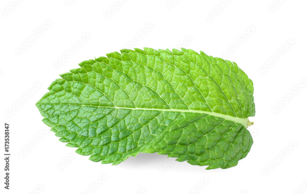 Fresh mint leaf on white background Fresh mint leaf on white background