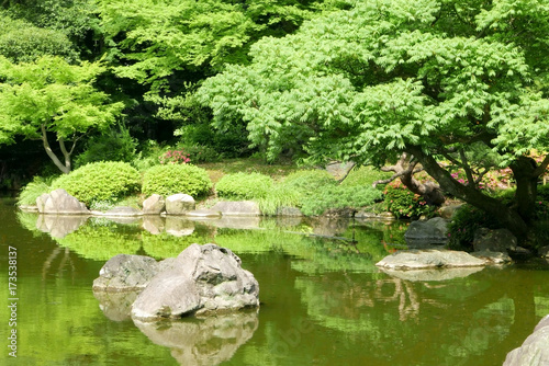 Trees  lake with reflection in the Japanese zen garden