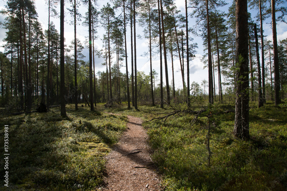Fototapeta premium Patvinsuo kansallispuisto, kesä