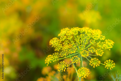 Close up of blooming dill flowers in seasoning kitchen garden. Fresh fennel blossoms on the green colorful bokeh background with the copy space for text